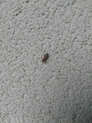 Himacerus mirmicoides