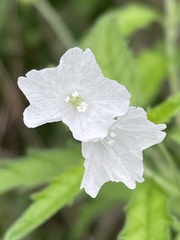 Varronia podocephala
