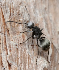 Polyrhachis senilis