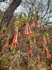 Bouvardia ternifolia