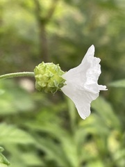 Varronia podocephala