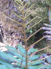 Blechnum minus