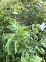 Varronia podocephala