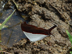 Marpesia zerynthia