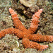 Fisher's Star - Photo (c) 104623964081378888743, some rights reserved (CC BY-NC), uploaded by David R
