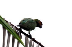Psittacula longicauda