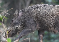 Sus scrofa moupinensis