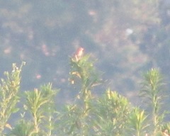 Ammodramus savannarum