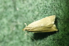 Helcystogramma rufescens