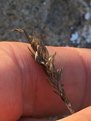 Poa cumingii