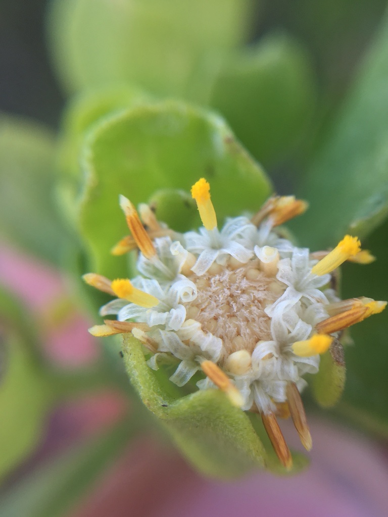 Baccharis macraei