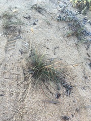 Poa cumingii