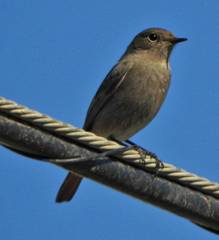 Phoenicurus ochruros