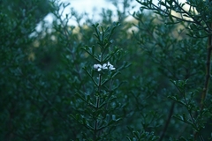 Cyanothamnus anemonifolius