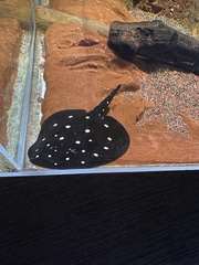 Potamotrygon leopoldi