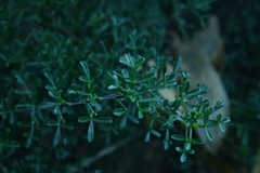 Cyanothamnus anemonifolius