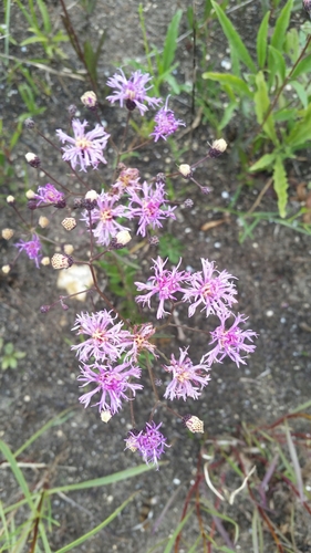 Image of Vernonia blodgettii by (c) Jay Horn, some rights reserved (CC BY)