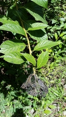 Heliotropium verdcourtii image