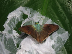 Chrysoplectrum bahiana