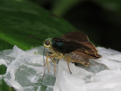 Chrysoplectrum bahiana