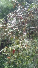 Chrysophyllum oliviforme image