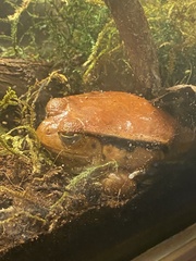 Dyscophus antongilii