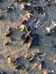 Semimytilus patagonicus