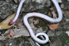 Lycodon capucinus