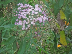 Vernonanthura tweedieana