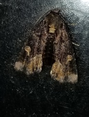 Homophoberia apicosa