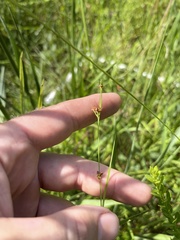 Rhynchospora globularis