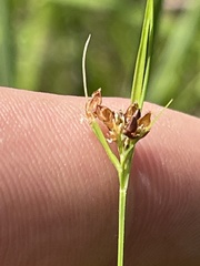 Rhynchospora globularis