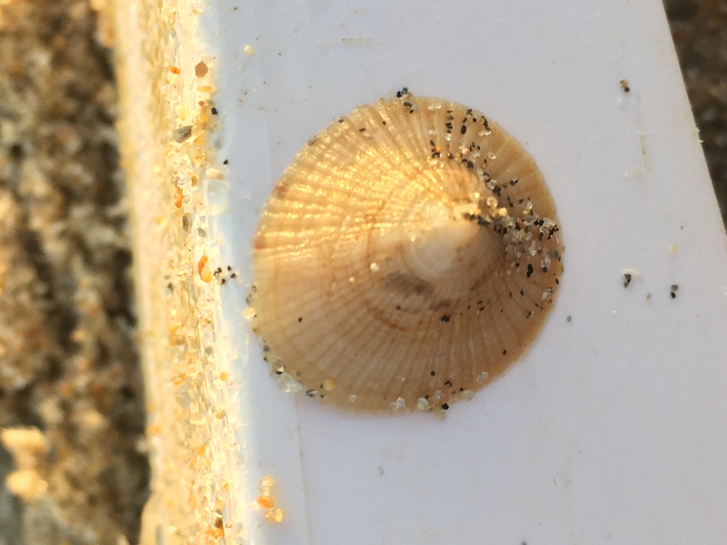 Trimusculus peruvianus