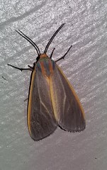 Pygarctia abdominalis