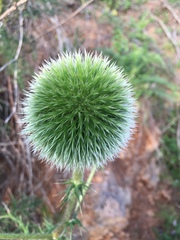 Echinops adenocaulos