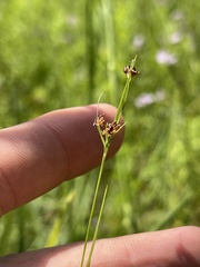 Rhynchospora globularis