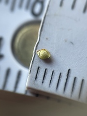 Rhynchospora globularis