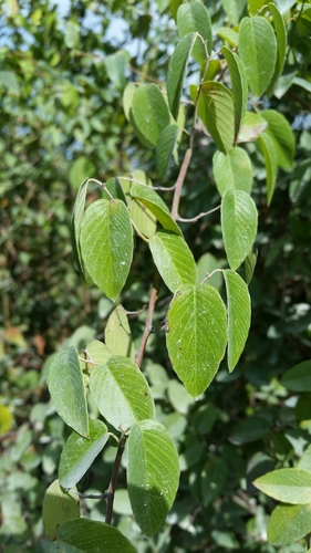 supplejack