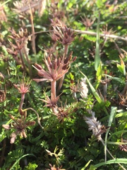Chaerophyllum daucoides