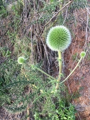 Echinops adenocaulos