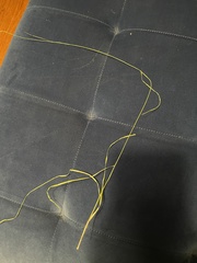 Rhynchospora globularis