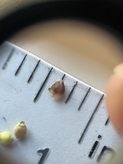 Rhynchospora globularis