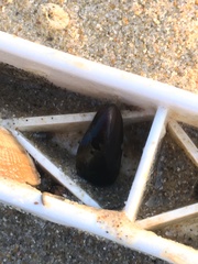 Semimytilus patagonicus