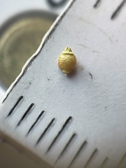 Rhynchospora globularis