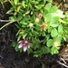 Pimpernel - Photo (c) Liana May, some rights reserved (CC BY-NC), uploaded by Liana May