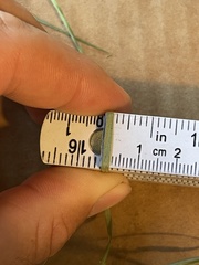 Rhynchospora globularis