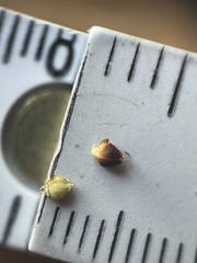 Rhynchospora globularis