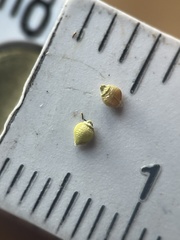 Rhynchospora globularis