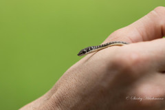 Psammophis subtaeniatus