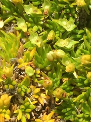 Azorella lycopodioides